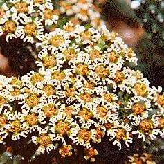 Euphorbia tuberculata - 3 Seed Pack - Indigenous Endemic Drought Tolerant Succulent - NEW