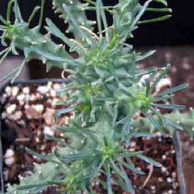 Euphorbia tuberculata - 3 Seed Pack - Indigenous Endemic Drought Tolerant Succulent - NEW