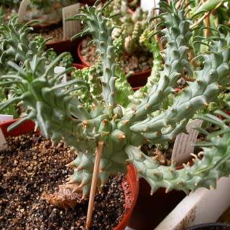 Euphorbia tuberculata - 3 Seed Pack - Indigenous Endemic Drought Tolerant Succulent - NEW