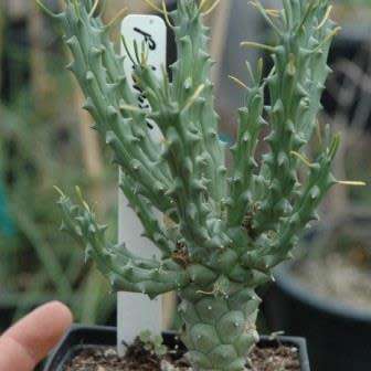 Euphorbia tuberculata - 3 Seed Pack - Indigenous Endemic Drought Tolerant Succulent - NEW
