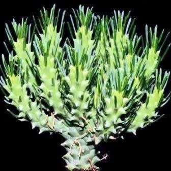 Euphorbia tuberculata - 3 Seed Pack - Indigenous Endemic Drought Tolerant Succulent - NEW
