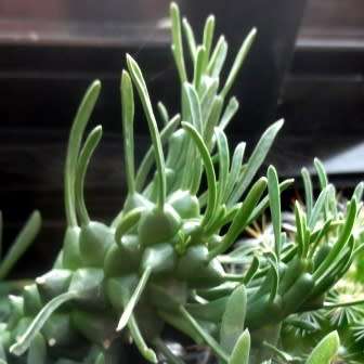 Euphorbia tuberculata - 3 Seed Pack - Indigenous Endemic Drought Tolerant Succulent - NEW