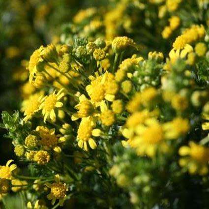 10 Euryops virgineus Seeds ~ Honey Euryops - Indigenous Evergreen Shrub