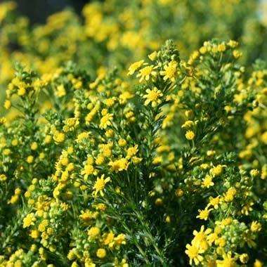 10 Euryops virgineus Seeds ~ Honey Euryops - Indigenous Evergreen Shrub