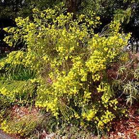 10 Euryops virgineus Seeds ~ Honey Euryops - Indigenous Evergreen Shrub