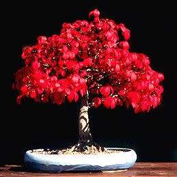 Euonymus alatus - Burning Bush Bonsai Seeds + FREE Bonsai eBook - Flat Ship Rate - NEW