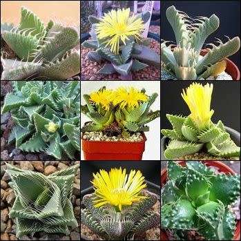 Tiger's Jaw - Faucaria Mixed Species Seeds - Indigenous Mesemb Succulent