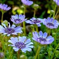 10 Felicia heterophylla Seeds - Blue Skies - Sow Autumn - Indigenous Annual