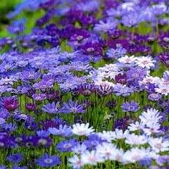 10 Felicia heterophylla Seeds - Blue Skies - Sow Autumn - Indigenous Annual