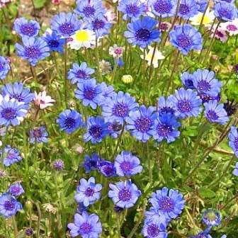 10 Felicia heterophylla Seeds - Blue Skies - Sow Autumn - Indigenous Annual