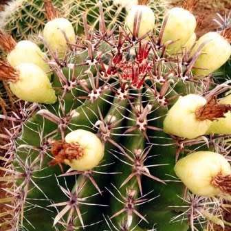 Ferocactus horridus - 10 Seed Pack- Exotic Succulent Cactus -Verified Seller Insured Shipping- NEW