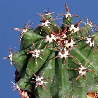 Ferocactus horridus - 10 Seed Pack- Exotic Succulent Cactus -Verified Seller Insured Shipping- NEW