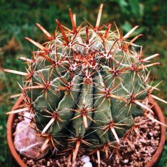 Ferocactus horridus - 10 Seed Pack- Exotic Succulent Cactus -Verified Seller Insured Shipping- NEW