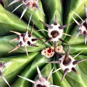 Ferocactus horridus - 10 Seed Pack- Exotic Succulent Cactus -Verified Seller Insured Shipping- NEW
