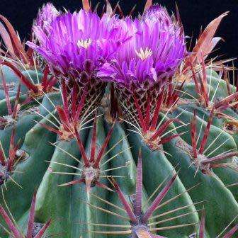 Ferocactus latispinus Seeds - Exotic Succulent Cactus -Verified Seller Insured Global Shipping- NEW