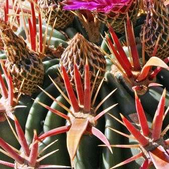 Ferocactus latispinus Seeds - Exotic Succulent Cactus -Verified Seller Insured Global Shipping- NEW