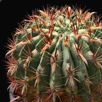 Ferocactus latispinus Seeds - Exotic Succulent Cactus -Verified Seller Insured Global Shipping- NEW