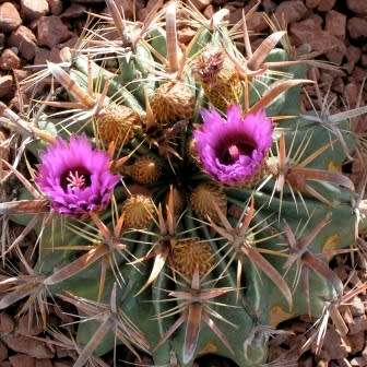 Ferocactus latispinus Seeds - Exotic Succulent Cactus -Verified Seller Insured Global Shipping- NEW