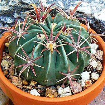 Ferocactus latispinus Seeds - Exotic Succulent Cactus -Verified Seller Insured Global Shipping- NEW