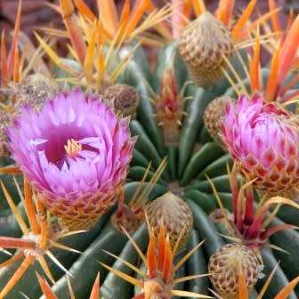 Ferocactus latispinus Seeds - Exotic Succulent Cactus -Verified Seller Insured Global Shipping- NEW