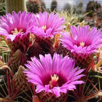 Ferocactus latispinus Seeds - Exotic Succulent Cactus -Verified Seller Insured Global Shipping- NEW