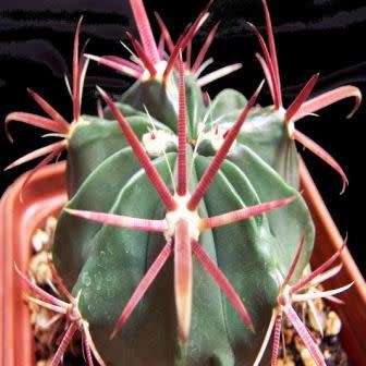 Ferocactus latispinus Seeds - Exotic Succulent Cactus -Verified Seller Insured Global Shipping- NEW