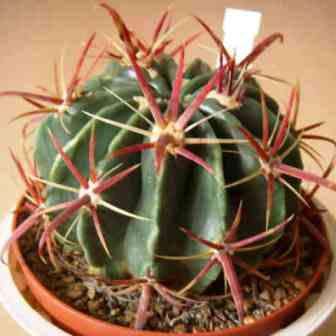 Ferocactus latispinus Seeds - Exotic Succulent Cactus -Verified Seller Insured Global Shipping- NEW