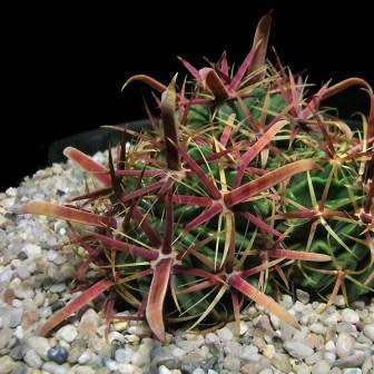 Ferocactus latispinus Seeds - Exotic Succulent Cactus -Verified Seller Insured Global Shipping- NEW