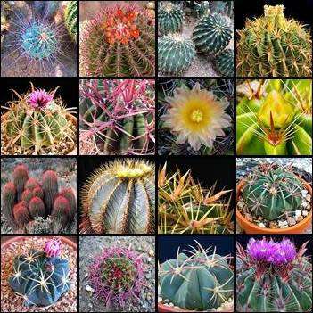 Ferocactus Mixed Species Seeds - Exotic Succulent Cactus -Combined Shipping NEW