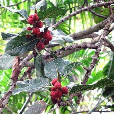 Ficus benghalensis, Indian Banyan Fig Evergreen Tree Seeds - Combined Worldwide Shipping