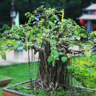 Ficus benghalensis, Indian Banyan Fig Tree Bonsai, 10 Seed Pack - Combined Worldwide Shipping
