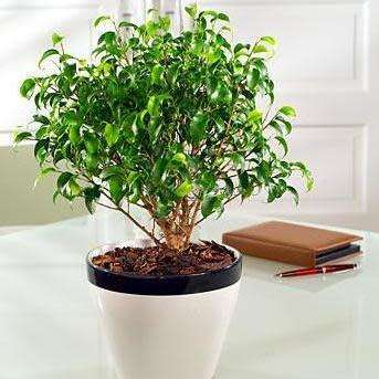 Ficus benjamina - Weeping Fig - 10 Seed Pack - Exotic Evergreen Tree - Combined Shipping
