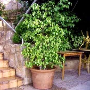 Ficus benjamina - Weeping Fig - 10 Seed Pack - Exotic Evergreen Tree - Combined Shipping