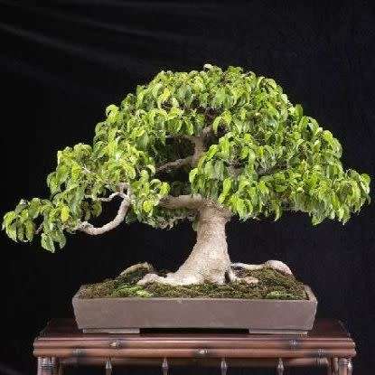 Ficus benjamina - Weeping Fig Tree Seeds - Exotic Bonsai + Growing Bonsai eBook - Combined Ship