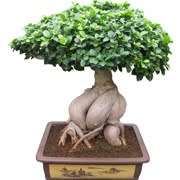 Ficus cordata, Namaqua Fig Bonsai - 5 Seed Pack - Indigenous Evergreen - NEW