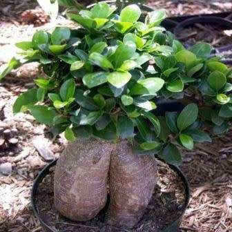 Ficus cordata, Namaqua Fig Bonsai - 5 Seed Pack - Indigenous Evergreen - NEW