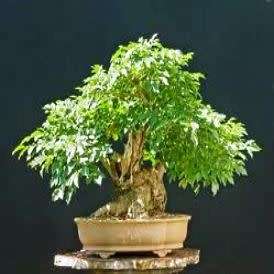Ficus cordata, Namaqua Fig Bonsai - 5 Seed Pack - Indigenous Evergreen - NEW
