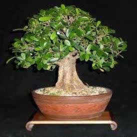 Ficus cordata, Namaqua Fig Bonsai - 5 Seed Pack - Indigenous Evergreen - NEW