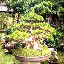 5 Ficus ingens - Red-leaved Rock Fig Seeds - RSA Indigenous Bonsai + Growing Bonsai eBook
