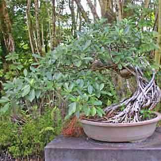 Ficus natalensis, Natal Fig Bonsai Seeds, Indigenous to South Africa - Medicinal
