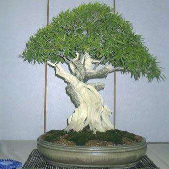 Ficus salicifolia, Willow Leaf Fig Bonsai Seeds, South African Indigenous - Combined Global Shipping