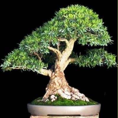 Ficus salicifolia, Willow Leaf Fig Bonsai Seeds, South African Indigenous - Combined Global Shipping