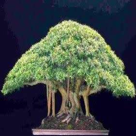 Ficus salicifolia, Willow Leaf Fig Bonsai Seeds, South African Indigenous - Combined Global Shipping