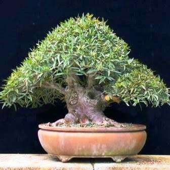 Ficus salicifolia, Willow Leaf Fig Bonsai Seeds, South African Indigenous - Combined Global Shipping