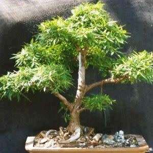 Ficus salicifolia, Willow Leaf Fig Bonsai Seeds, South African Indigenous - Combined Global Shipping