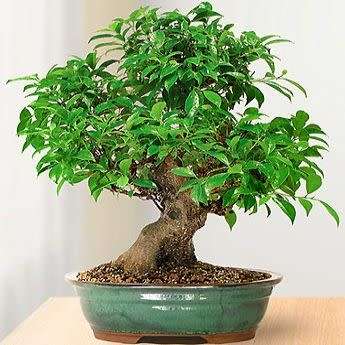 Ficus sycomorus, Ficus sycamorus - Sycamore Fig Bonsai Seeds, Indigenous Edible Fruit - NEW