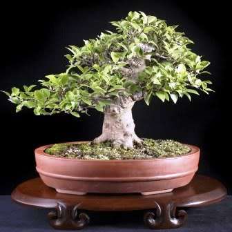 Ficus sycomorus, Ficus sycamorus - Sycamore Fig Bonsai Seeds, Indigenous Edible Fruit - NEW