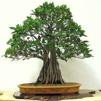 Ficus sycomorus, Ficus sycamorus - Sycamore Fig Bonsai Seeds, Indigenous Edible Fruit - NEW