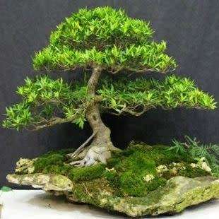 Ficus sycomorus, Ficus sycamorus - Sycamore Fig Bonsai Seeds, Indigenous Edible Fruit - NEW