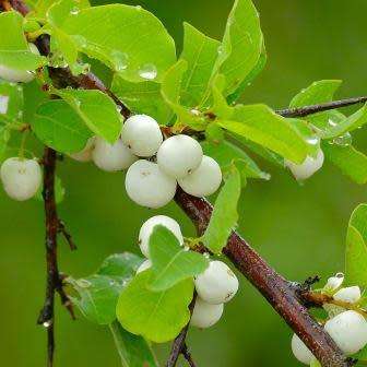 Flueggea virosa, White berry-bush Tree Seeds - Indigenous Edible Fruit Tree - Shrub